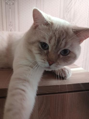 Pişiklər: Britan — 12