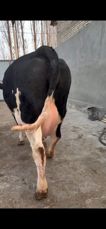 Inəklər, öküzlər: Südlük inək və buzov dəsti - Cins: Holşteyn tipli, xallı (qara‑ağ) — 9