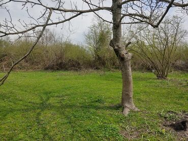 Torpaq sahələrinin satışı: 12 sot, Tikinti, Mülkiyyətçi, Kupça (Çıxarış) — 4