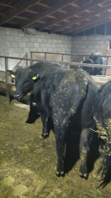 Коровы, быки: Продаю | Бык (самец) | На откорм — 10