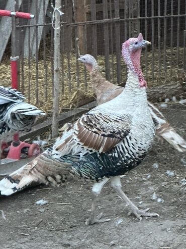 продаю связи с переездом: Продаю | Индюк (самец) | Для разведения