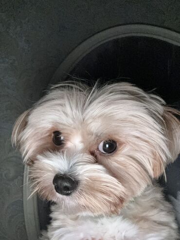 İtlər: Malta bolonka, 2 il, Erkek, Cütləşmə üçün — 11