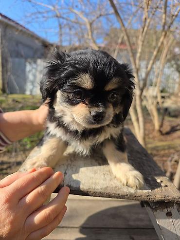 İtlər: Pekines — 4