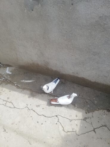 menks cinsli pişik: Məhsul: Ev göyərçinləri (2 ədəd) Təsvir: - Rənglər: hər ikisi əsasən