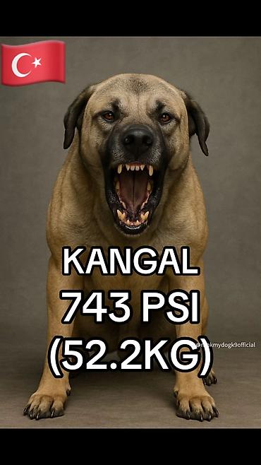 heyvan per page 40: Kanqal, 2 ay, Erkək, Sənədli, Pulsuz çatdırılma — 4