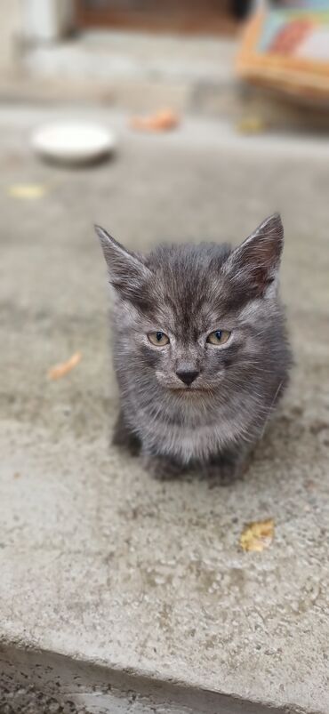 домашние котята: Котята в добрые руки 5 шт возраст на фото: 2,5–3 месяца. У всех