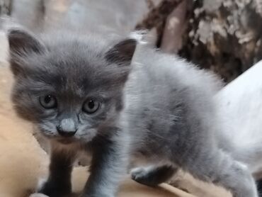 Boz rəngdə, yumşaq tükləri olan pişik balası. Balaca ölçüsü və şirin