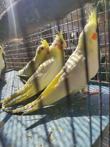 Tutuquşları: Korella 40-70 azn əl quslari bala hazir quslar tutuqusu quslar papuqay — 3