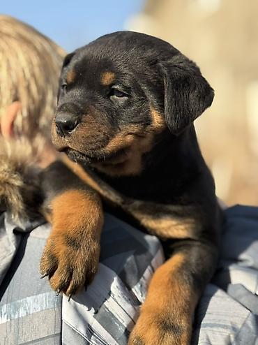 Продажа собак: Щенок породы ротвейлер Описание: - Породный щенок с классическим — 3