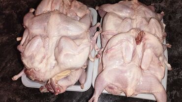 yumurta qaz: Satışda bildirmişlər var. balaca cücələri hazır yumurtalıyan temiz