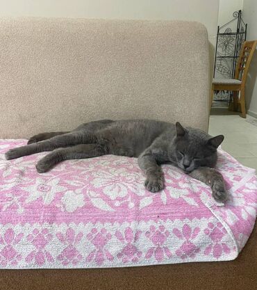 купить кошку в баку: Русская голубая, Самец, В добрые руки, Бесплатная доставка