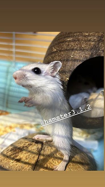 Хомяки: Продаются РУЧНЫЕ песчанки. От них НЕТ ЗАПАХА, как от хомячков и крыс — 7