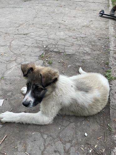 приют для собак: Добрый день могли бы опубликовать,во двор к нам подкинули собачку