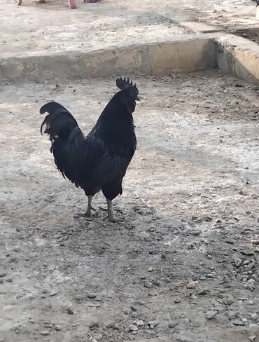 Inəklər, öküzlər: Məhsul:',Ayam çemani:Qara rəngli xoruz indoneziya sortu,damazlıq