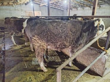 Коровы, быки: Продаю | Тёлка | Алатауская | На забой, Для разведения — 5