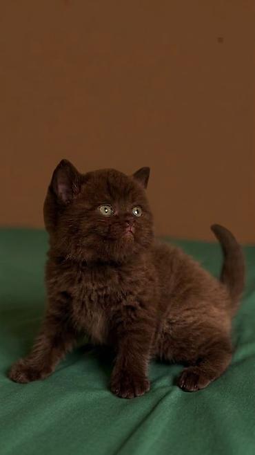 бирманская котята: Котята Котятки Котёнок ✨ британцы ✨ ДОРОГО!!! наши малыши — — 1