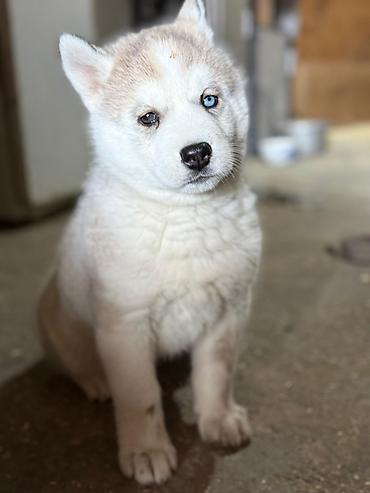 Продажа собак: Хаски, 1 месяц, Самка — 3