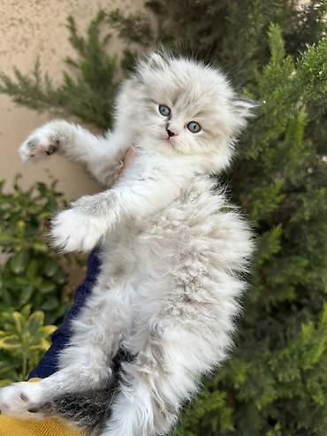 Pişiklər: Şinşilla — 14