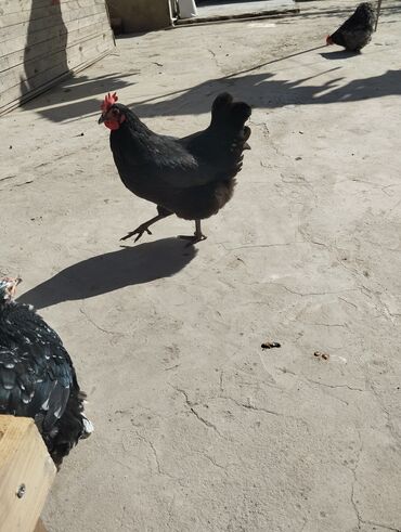 ayam cemani: Toyuq, Ünvandan götürmə