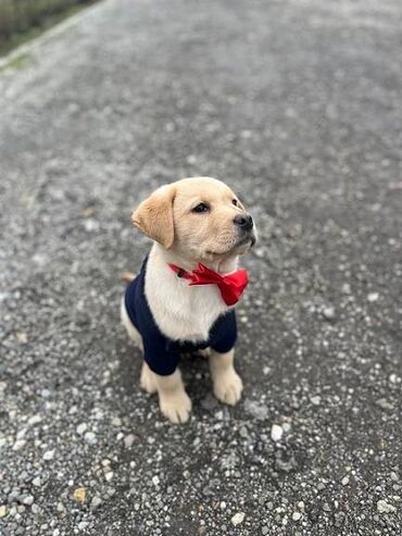 Psi: Labrador štenci na prodaju u žutoj i crnoj boji, oba pola u ponudi — 3