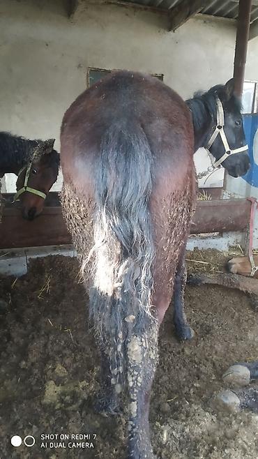 Лошади, кони: Продаю | Конь (самец) | Рабочий | Мерин — 9