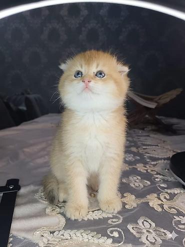 Pişiklər: Şotland — 2