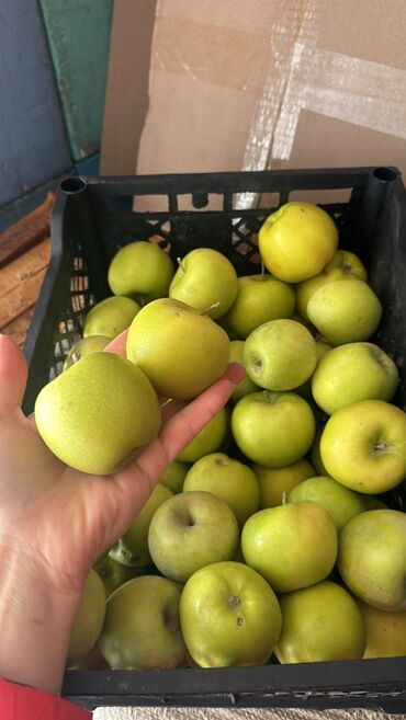 Яблоки: Яблоки Превосходное — 5