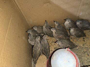 птицы и голуби: 1.5месячные кеклики находимся в токмоке