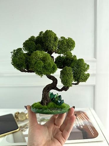 Другой декор и предметы интерьера: Декоративное настольное деревце Бонсай из стабилизированного мха- — 3