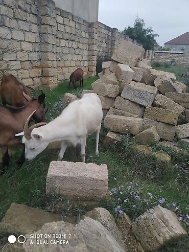 bala keçi: Sani keçi satılır 2 aylıq boğazdı qiyməti 550 AZN — 3