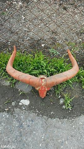 Рога: Dag gocu. Kel. Alt cenesi yoxdur — 2