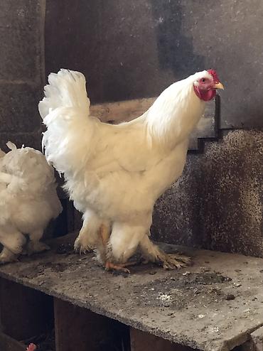Куры, петухи: Продаю | Петух | Для разведения, На забой — 11