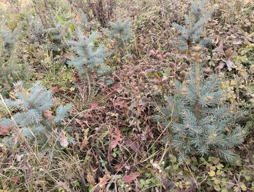 продаю саженцы черной смородины: Саженцы деревьев: Ели