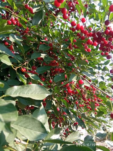 где можно купить корень имбиря: Чие Чекене, Өзү алып кетүү