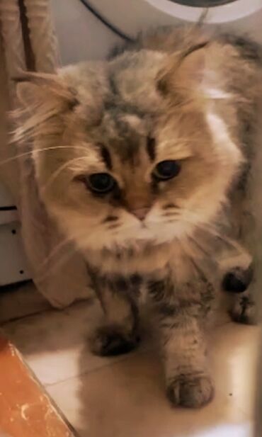 кошка с разными глазами: Вязка: Скотиш Страйт (Шотландская прямоухая), Мальчик, 1 год, С прививками, Золотая шиншилла