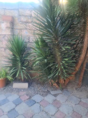 mal dili kaktus: Dekorativ Yucca Ağacı – həyət və bağ üçün - Növ: Yucca (hündür — 1