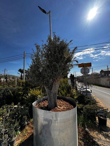 Ağaclar: Finkler satilir — 7