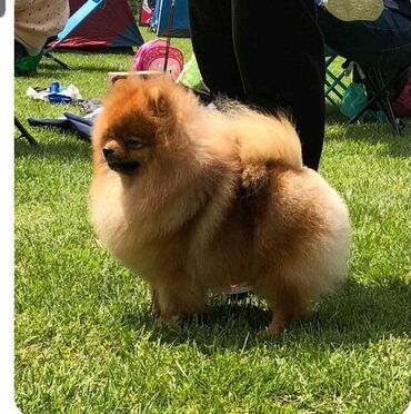 chow chow psi: Pomeranac mužjak, spreman za parenje Pomeranac, CACIB Subotica Moj