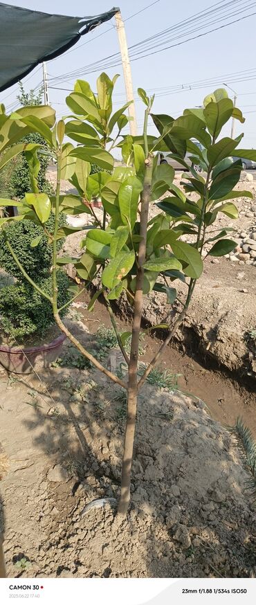 Декоративные деревья: Саженцы деревьев: Магнолии — 20