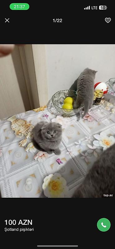 Pişiklər: Sfinks — 9