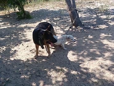 kiçik heyvanlar: Pitbul, 1 il, Dişi, Peyvəndli, Ödənişli çatdırılma — 3