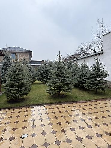 Ель: Продаю Ели голубые от 2-4 метров, колоновидные туи 4 метровые: густые — 13