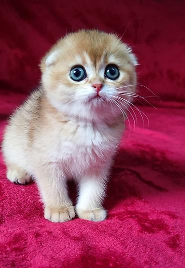 Продажа кошек: Питомник шотландских кошек предлагает к предварительному резерву — 4