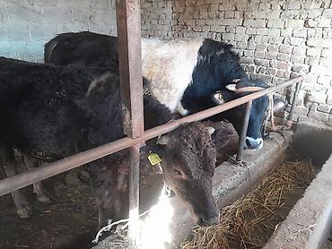 Коровы, быки: Продаю | Бык (самец) | На откорм | Привязанные — 2