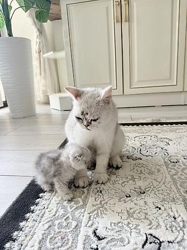 уй жаныбар: Шотландские вислоухие котята (Scottish Fold) серебристого окраса - — 2