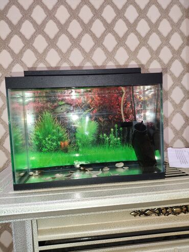 Akvarium :hava aparatı üstündə və bir balıq ilə 20 l lik