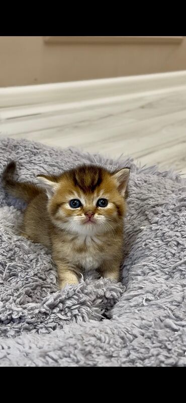 pişik cütləşdirilir: Şinşilla, Erkək