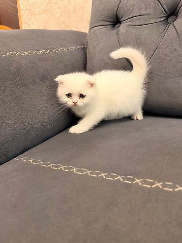 Pişiklər: Şotland — 1