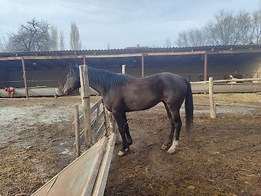 полукровка: Продаю | Жеребец | Английская — 4