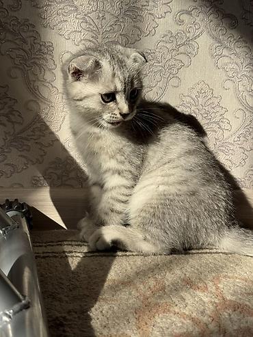 американская короткошёрстная кошка купить: Шотландский вислоухий котёнок (Scottish Fold) - Окрас: серебристый — 6